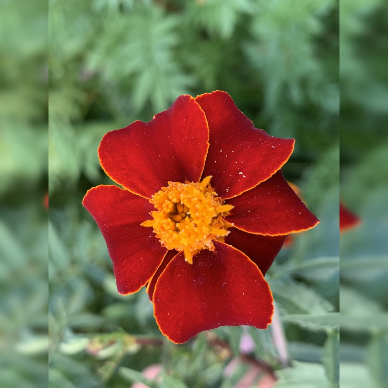 Blumensamen-Mischung „Blühstreifen“ - 9 BIO-Blumensorten [samenfest]