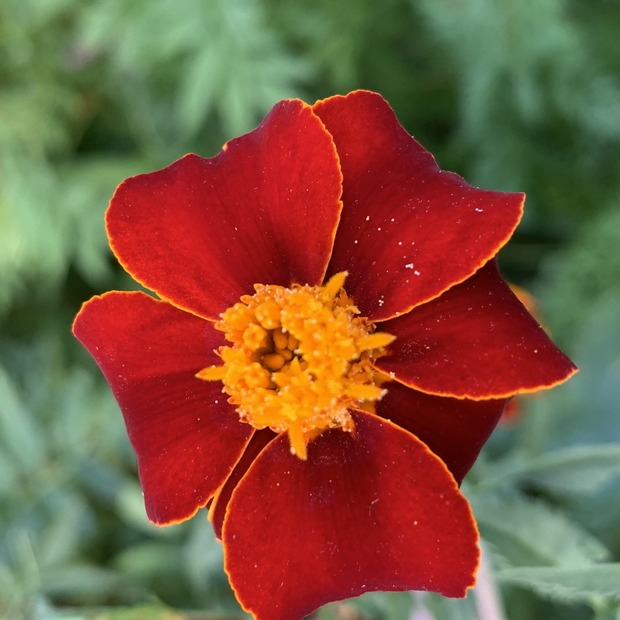 Blumensamen-Mischung „Blühstreifen“ - 9 BIO-Blumensorten [samenfest]