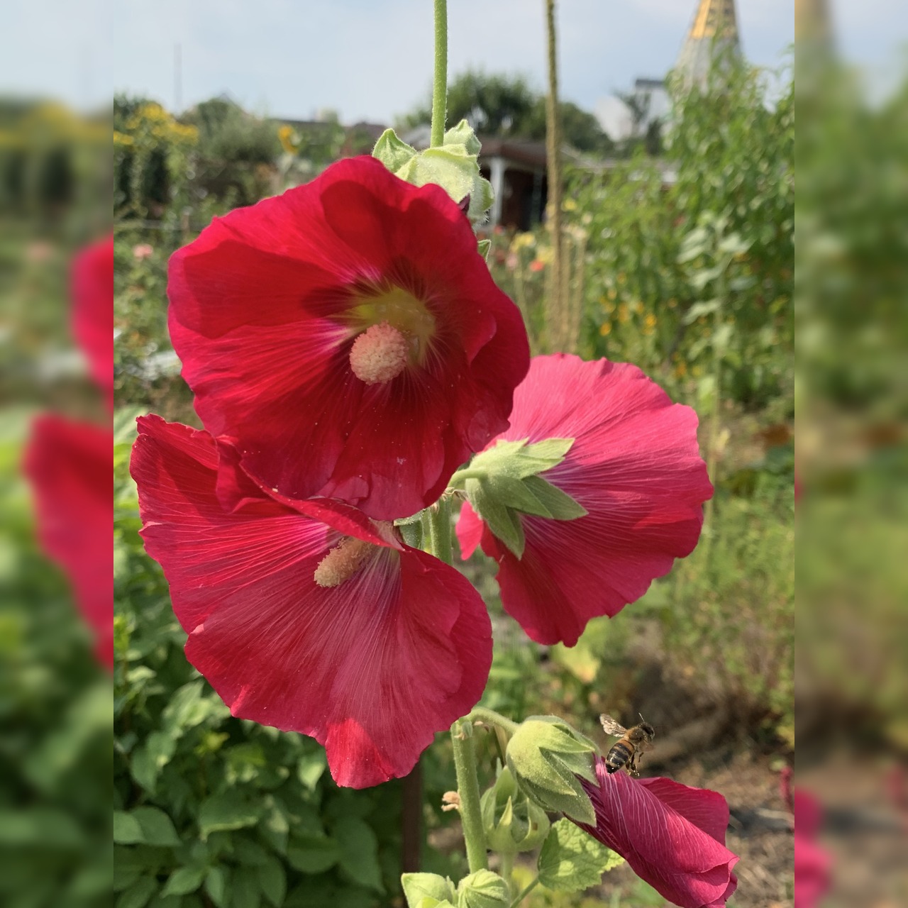 Stockrose "rot" - BIO-Stockrosensamen [samenfest]