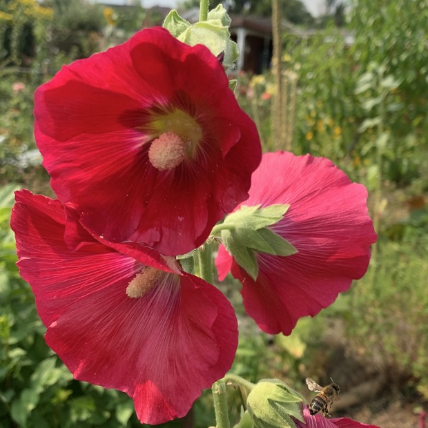 Stockrose "rot" - BIO-Stockrosensamen [samenfest]