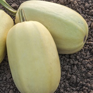 Spagettikürbis "Filamento" - BIO-Kürbissorte