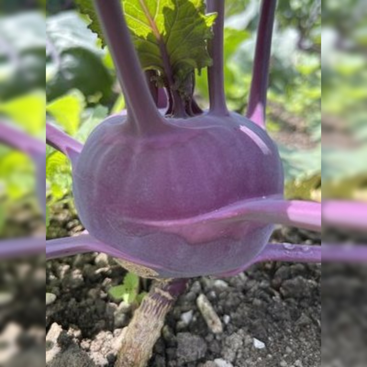 Gemüsesamen-Set "Schrebergarten" - 12 BIO-Sorten [samenfest]