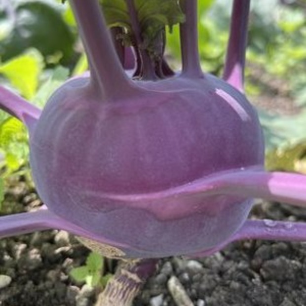 Gemüsesamen-Set "Schrebergarten" - 12 BIO-Sorten [samenfest]