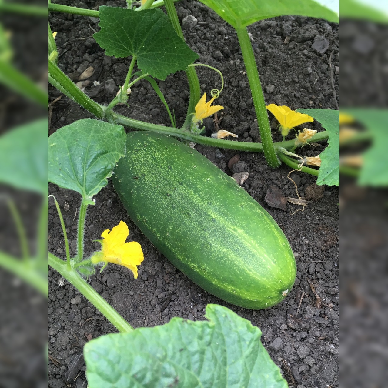 Gurke "Persika" - BIO-Gurkensamen [samenfest]