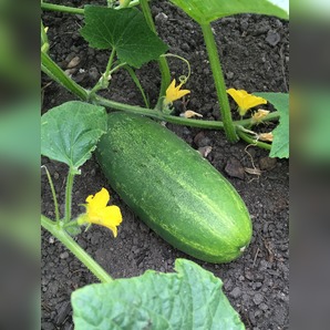 Gurke "Persika" - BIO-Gurkensamen [samenfest]