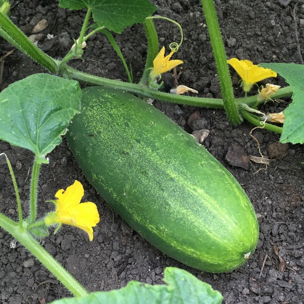 Gurke "Persika" - BIO-Gurkensamen [samenfest]