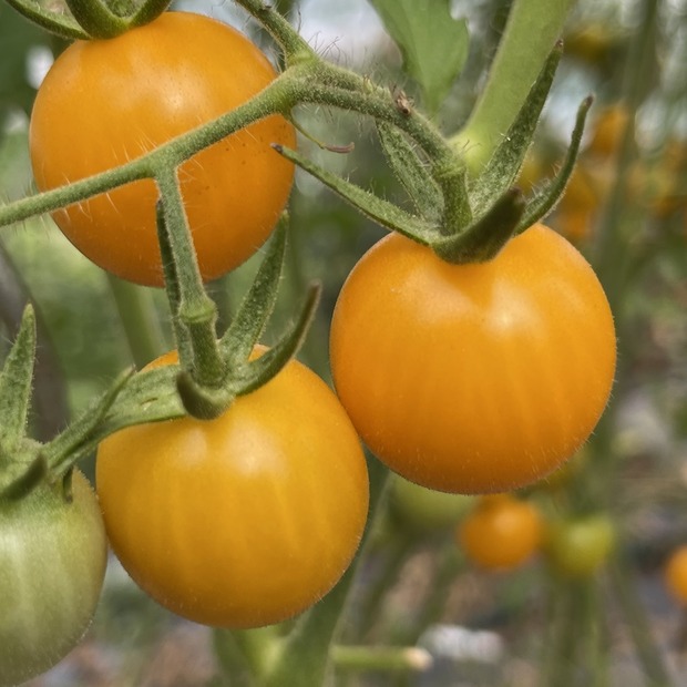 Tomate "Katinka" - BIO-Tomatensorte [samenfest]