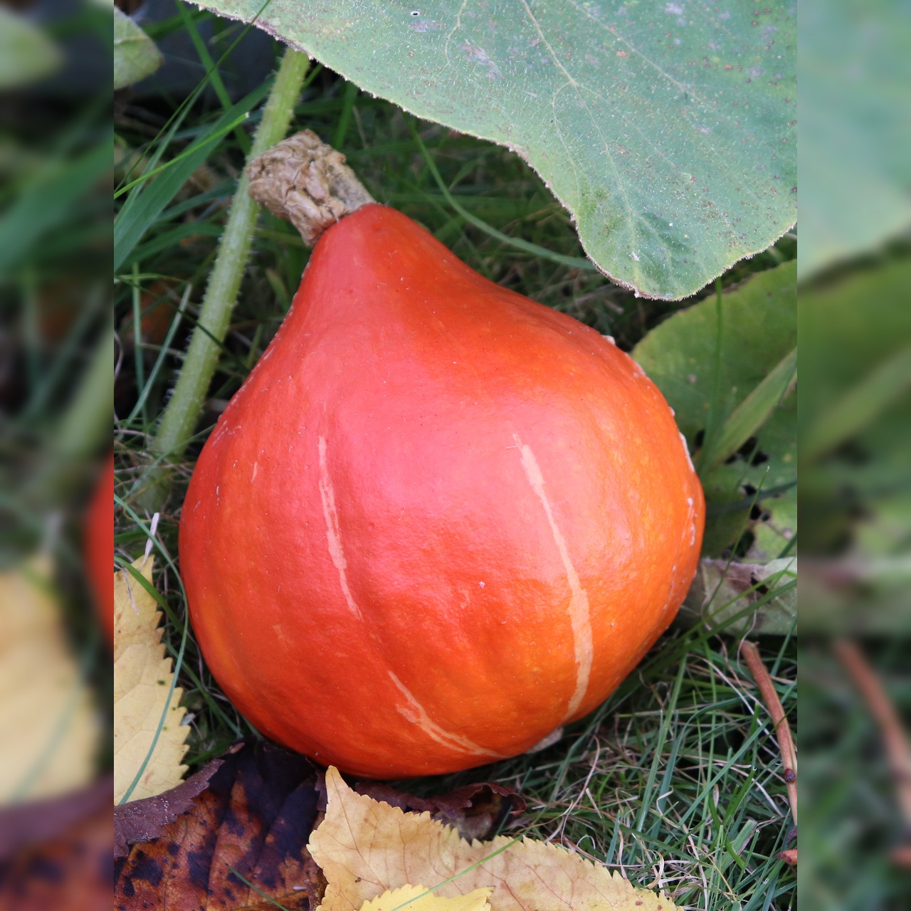 Anzucht-Set "Kürbis" [60, 61]