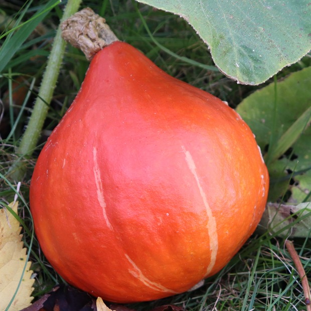 Anzucht-Set "Kürbis" [60, 61]