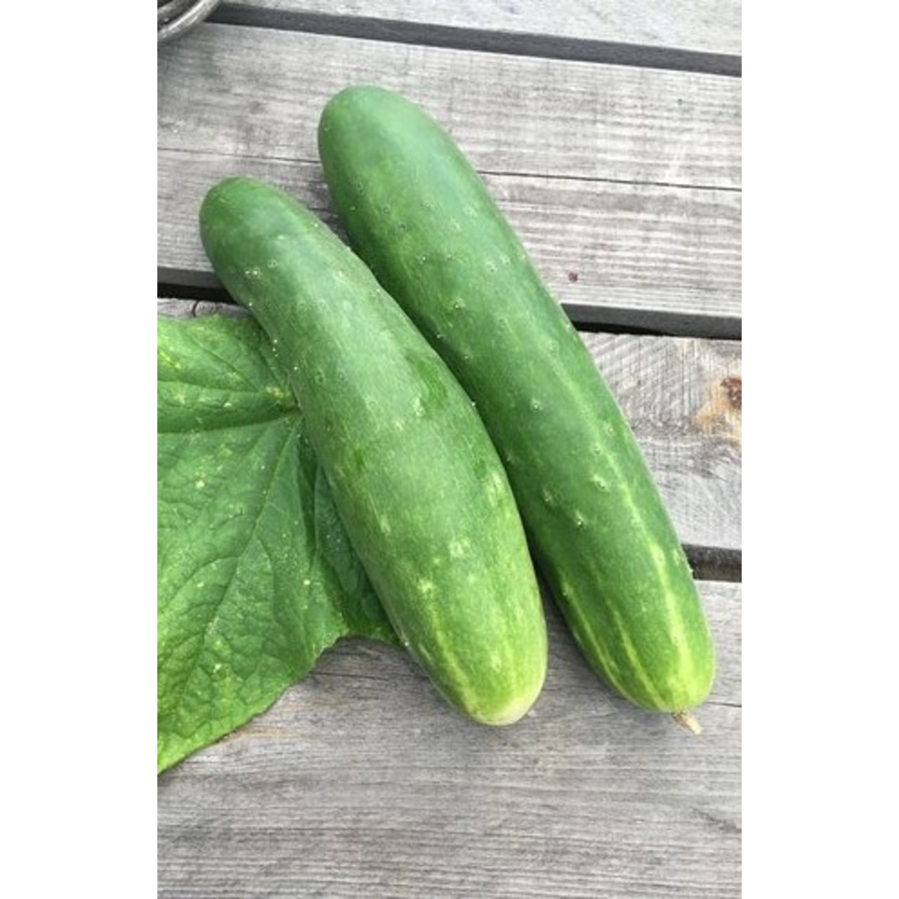 Gemüsesamen-Set "Schrebergarten" - 12 BIO-Sorten [samenfest]