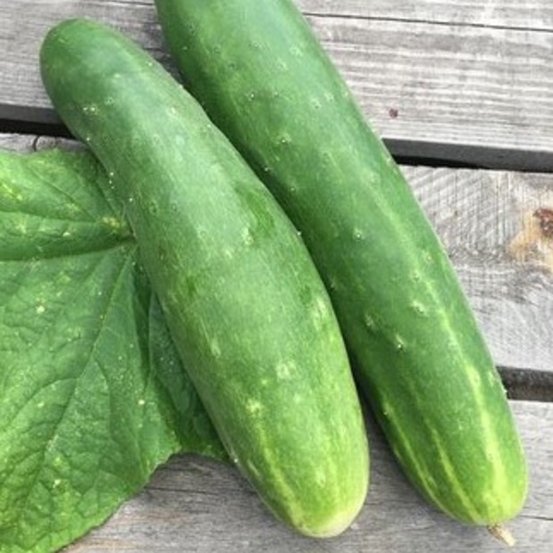 Gemüsesamen-Set "Schrebergarten" - 12 BIO-Sorten [samenfest]