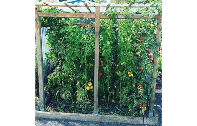 Selbstgebautes, Tomatenhaus, Beetliebe, Blog