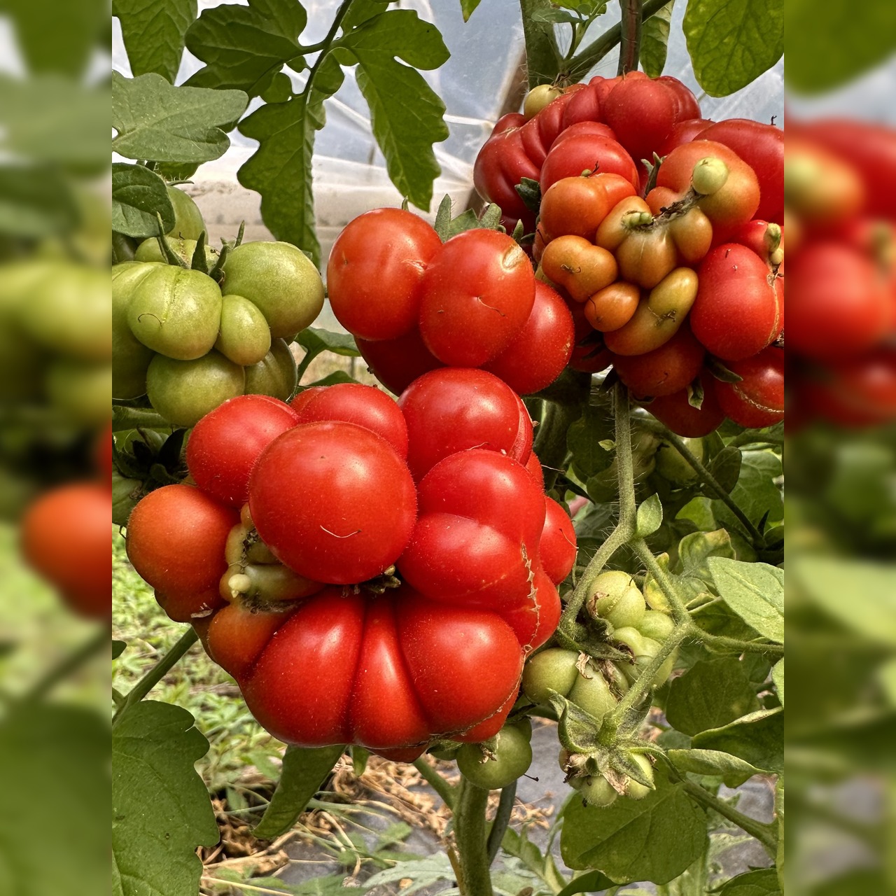 Tomate "Reisetomate" - BIO-Tomatensorte [samenfest]