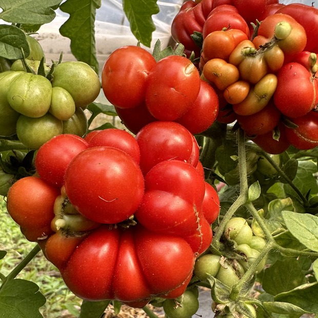 Tomate "Reisetomate" - BIO-Tomatensorte [samenfest]
