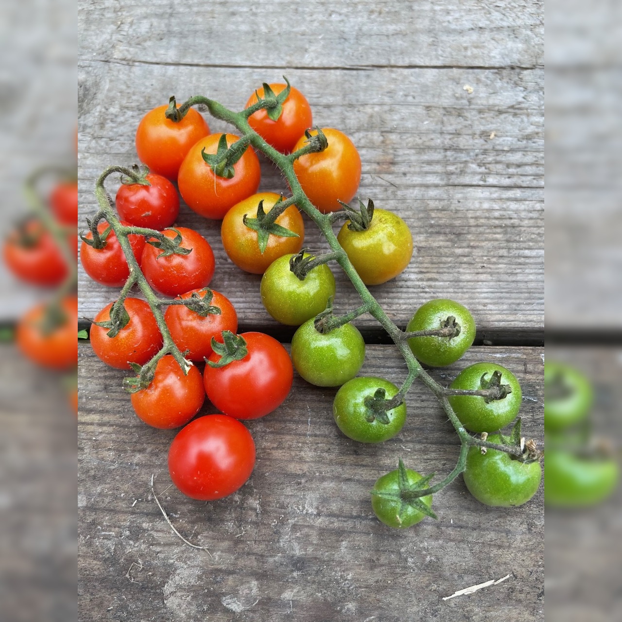 Gemüsesamen-Set "Verliebtes Gemüse" - 4 BIO-Sorten [samenfest]