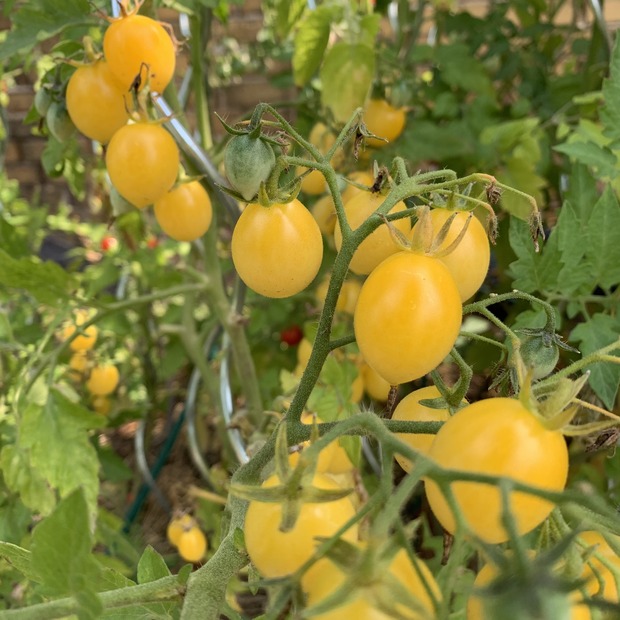 BIO Tomatensamen Set