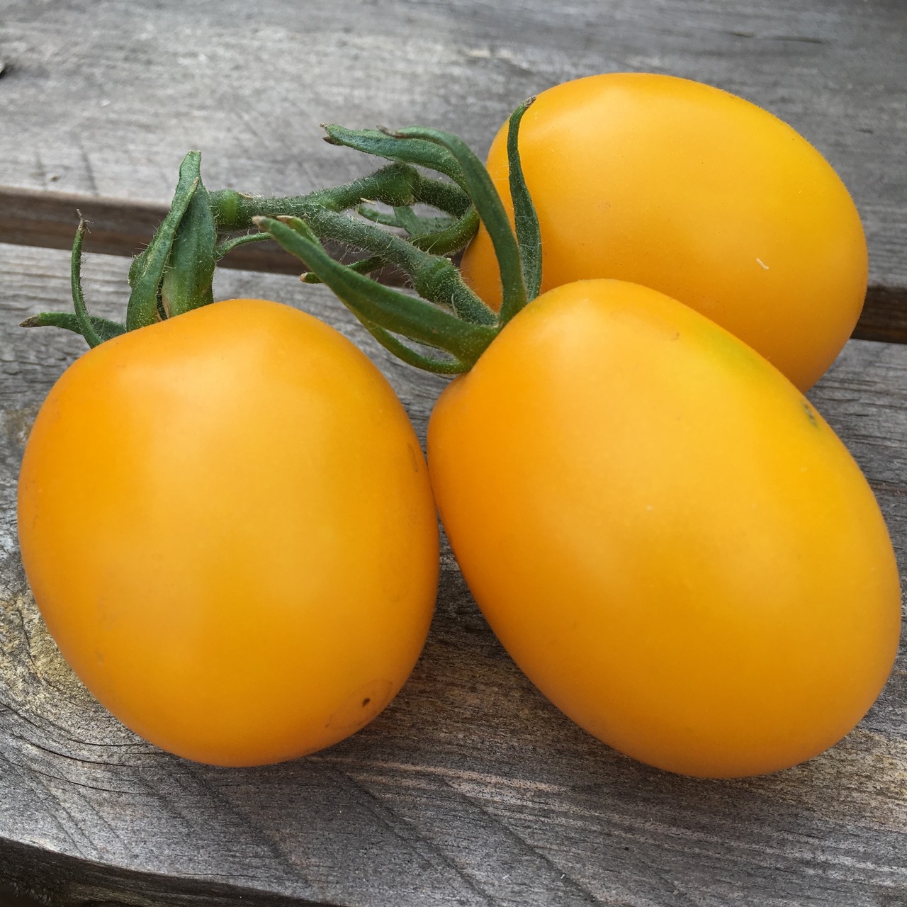 Tomate "König Humbert" - BIO-Tomatensorte [samenfest]