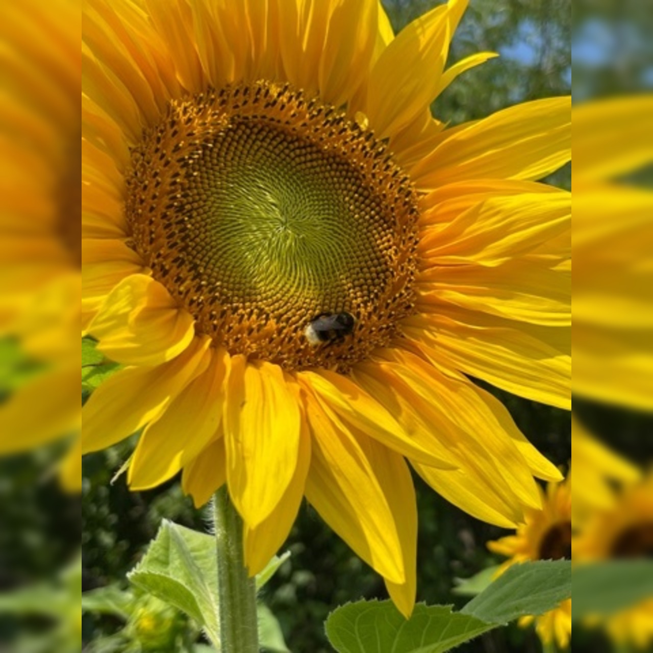 "Sonnenblume" - BIO-Blumensamen [samenfest]