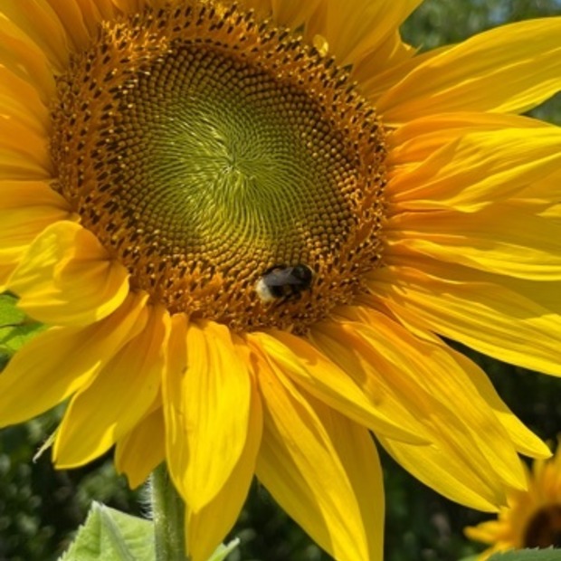 "Sonnenblume" - BIO-Blumensamen [samenfest]