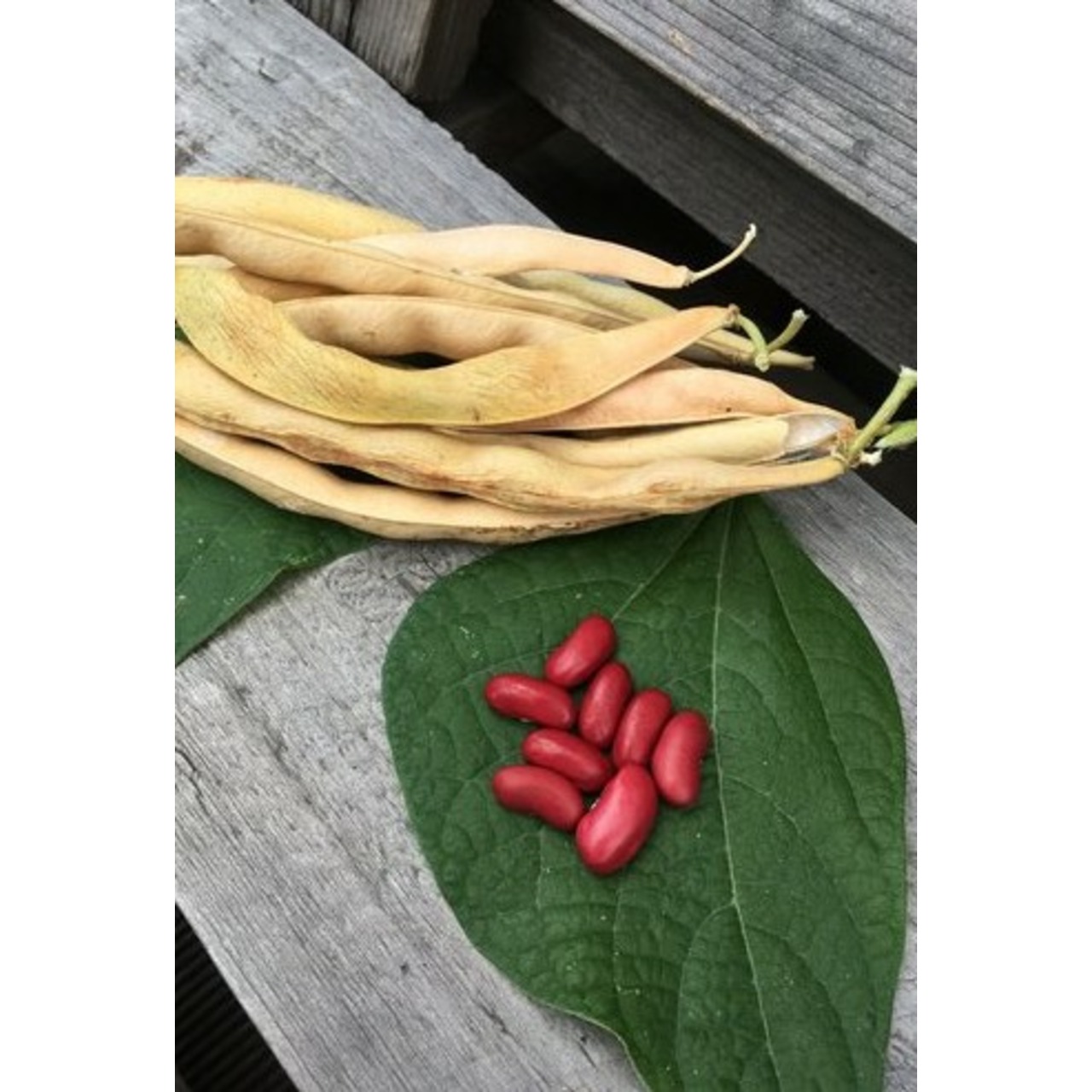 Kidneybohne "Canadian Wonder" (samenfest & BIO)