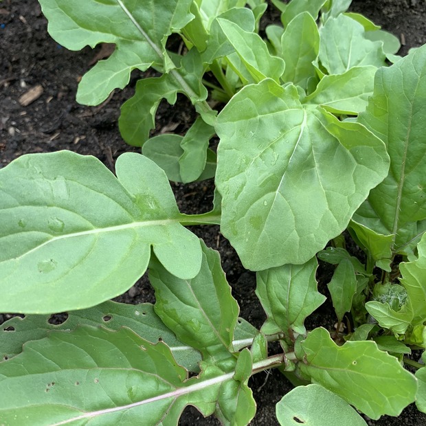 Gemüsesamen-Set "Balkongemüse" - 8 BIO-Sorten [samenfest]