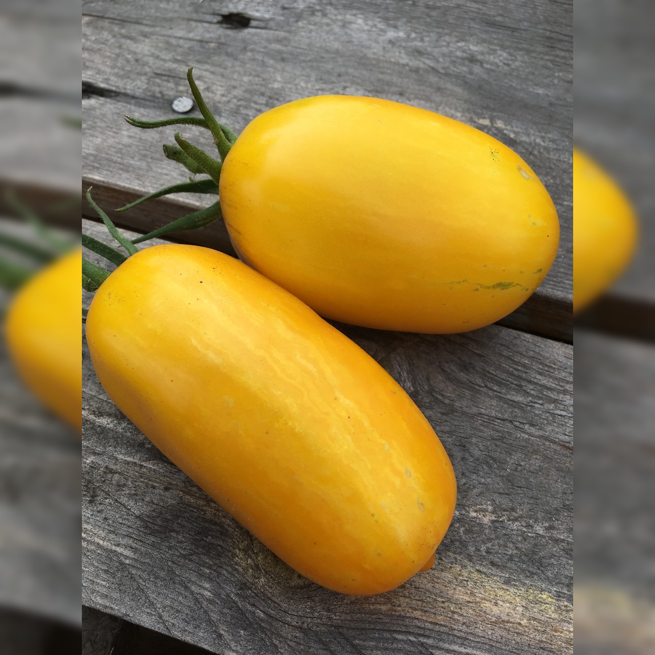 Tomate "Striped Roman" - Bio-Tomatensorte [samenfest]
