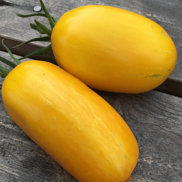 Tomate "Striped Roman" - Bio-Tomatensorte [samenfest]