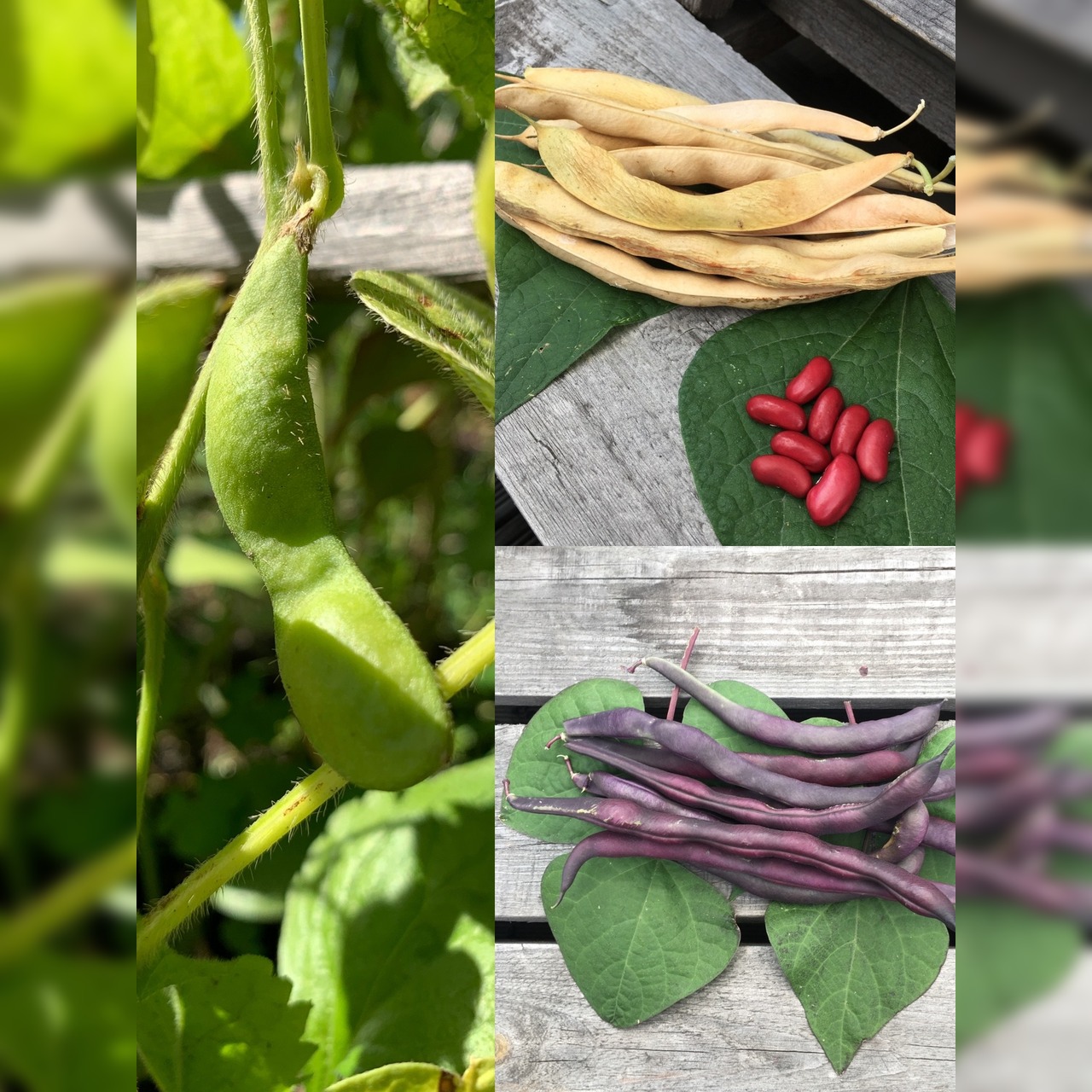 Gemüsesamen-Set "Gartenbohnen" - 3 BIO-Bohnensorten [samenfest]