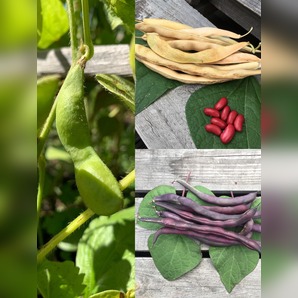 Gemüsesamen-Set "Gartenbohnen" - 3 BIO-Bohnensorten [samenfest]