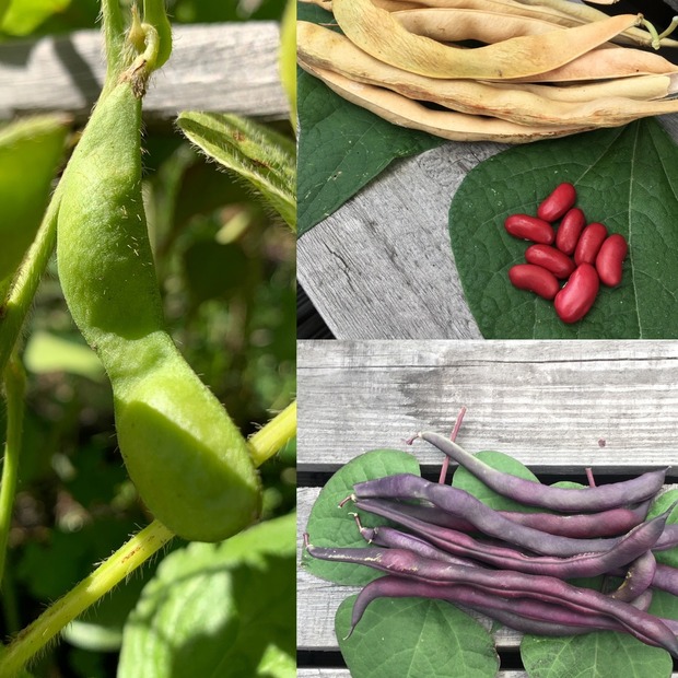 Gemüsesamen-Set "Gartenbohnen" - 3 BIO-Bohnensorten [samenfest]