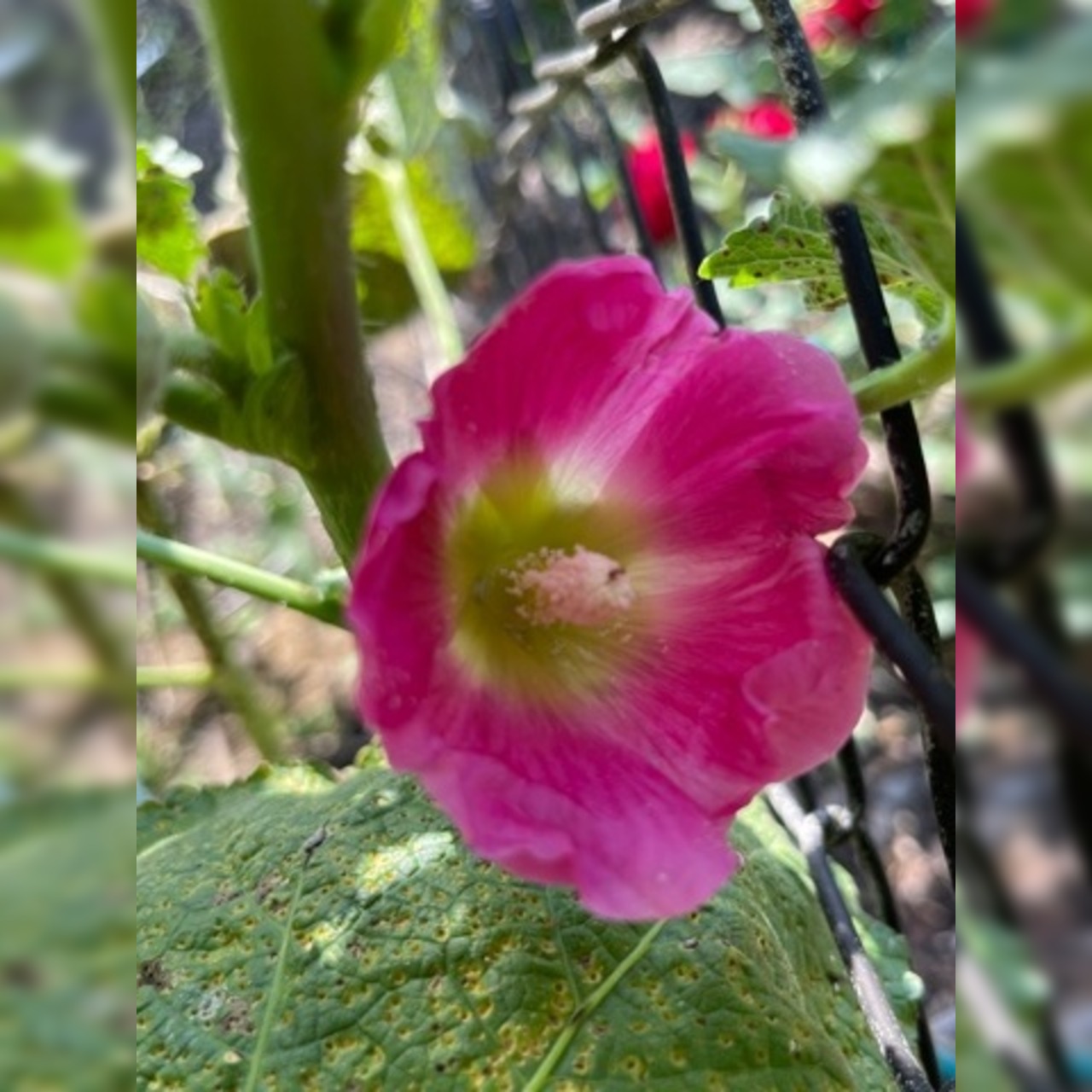 Stockrose "rosa" - BIO-Stockrosensamen [samenfest]