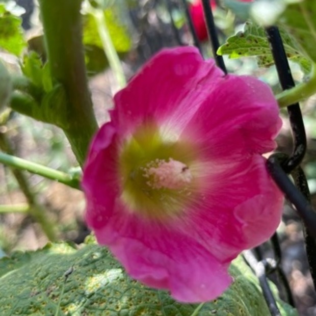 Stockrose "rosa" - BIO-Stockrosensamen [samenfest]