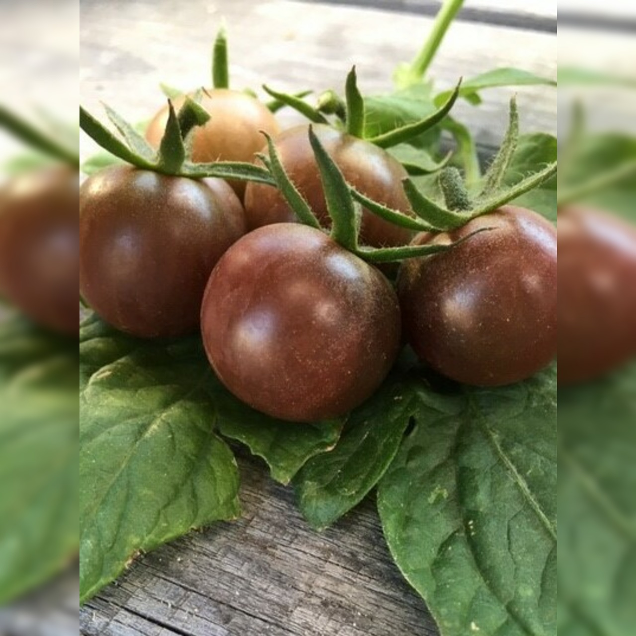 Anzucht-Set "Cherrytomaten" [01, 11]