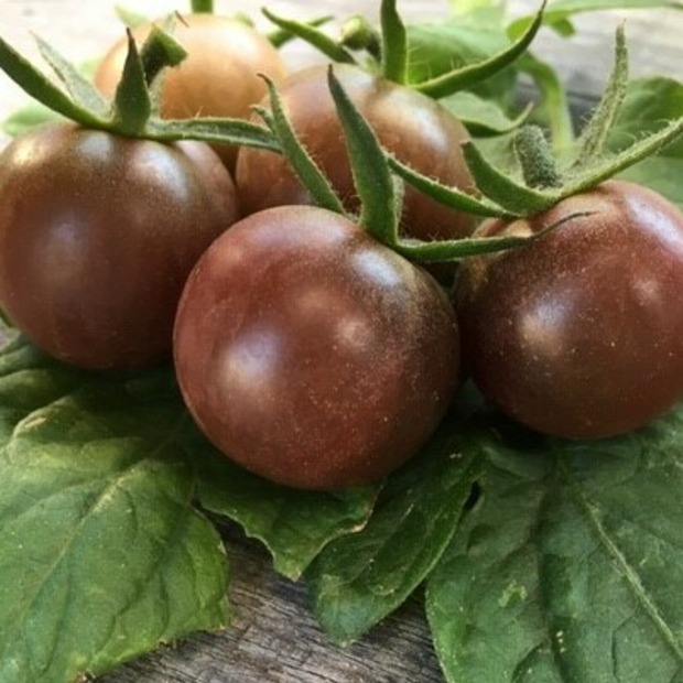 Anzucht-Set "Cherrytomaten" [01, 11]