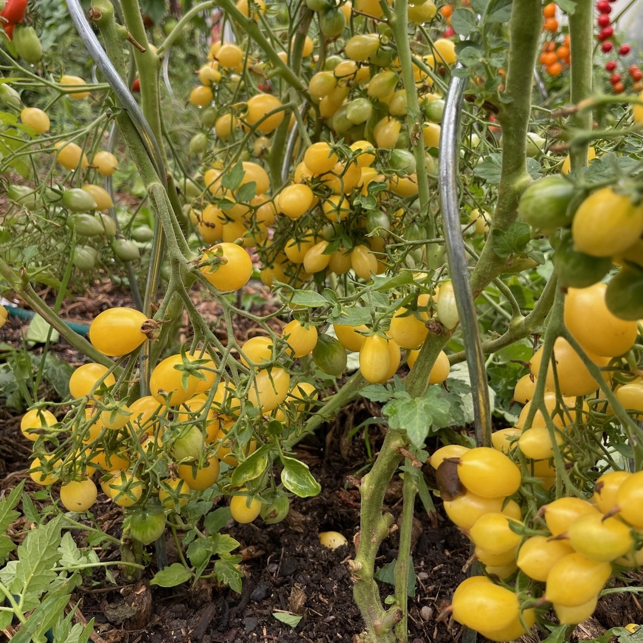 Tomate "Barry´s Crazy Cherry" - BIO-Tomatensorte [samenfest]