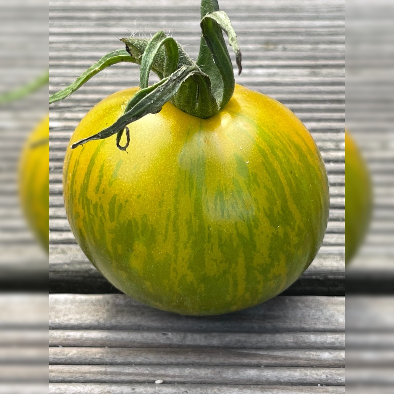 BIO Tomatensamen Set groß