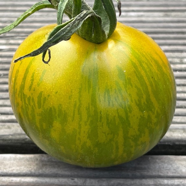 BIO Tomatensamen Set groß