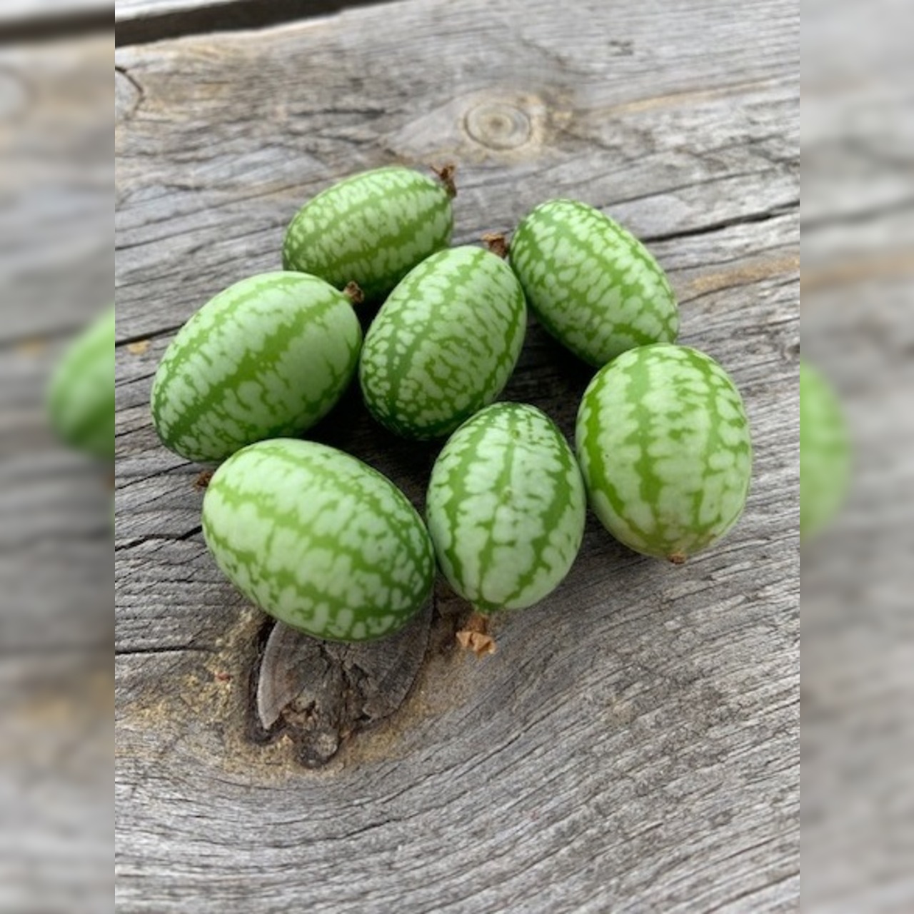 Anzucht-Set "Snackgurken"