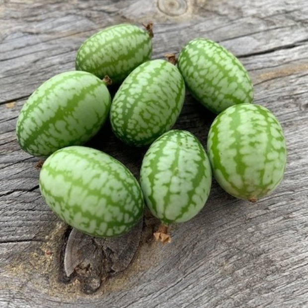 Anzucht-Set "Snackgurken"