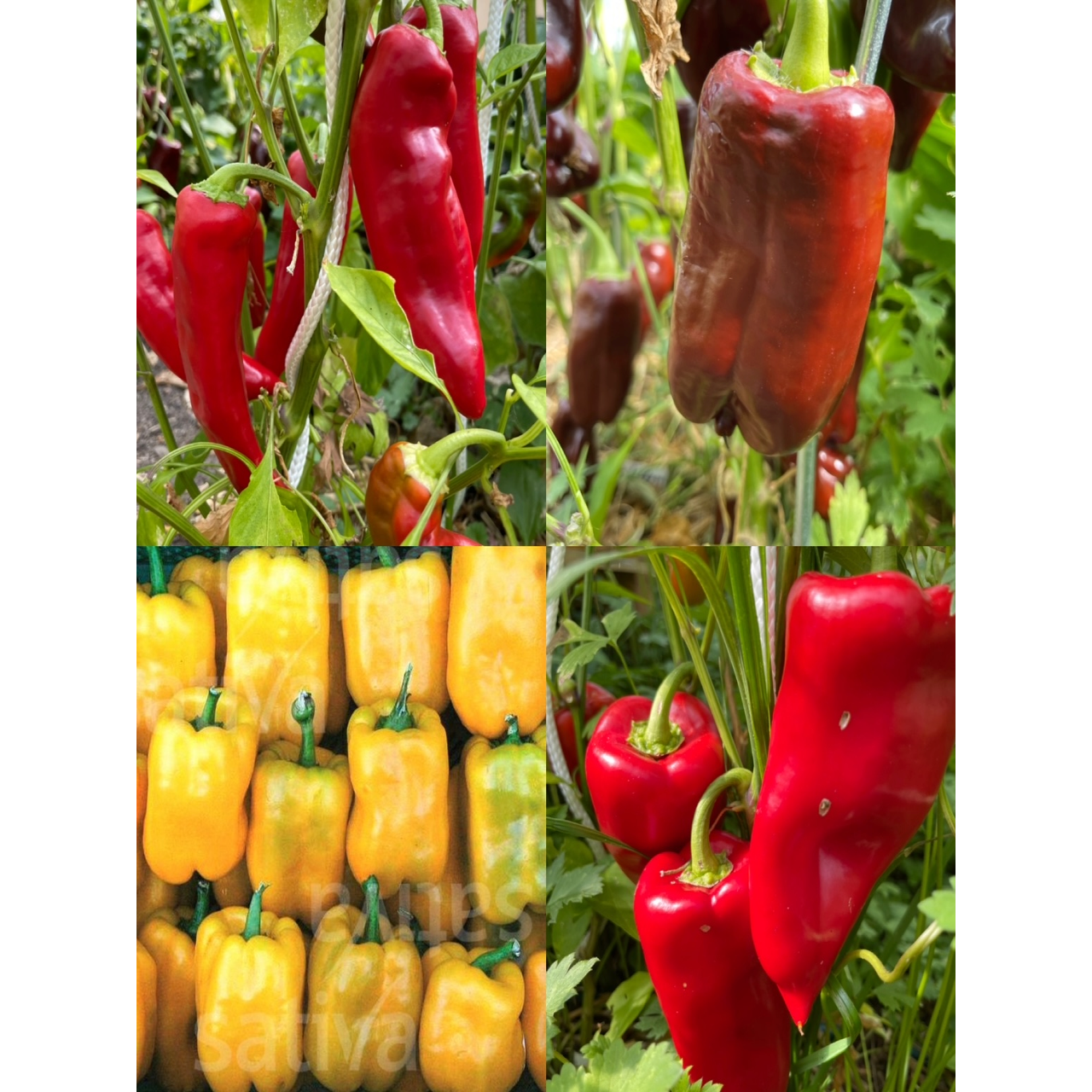 Paprikasamen-Set "Paprika" - 4 BIO-Paprikasorten [samenfest]