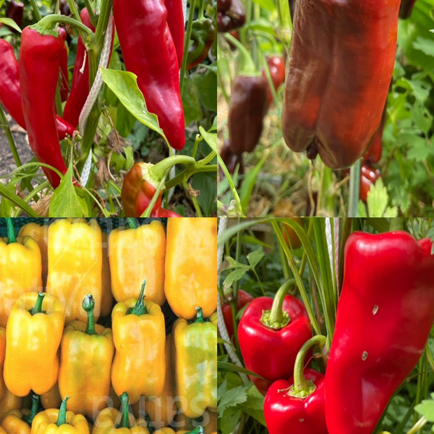 Paprikasamen-Set "Paprika" - 4 BIO-Paprikasorten [samenfest]