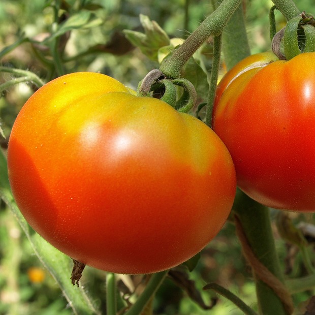 Tomate "Marmande" - BIO-Fleischtomate [samenfest]