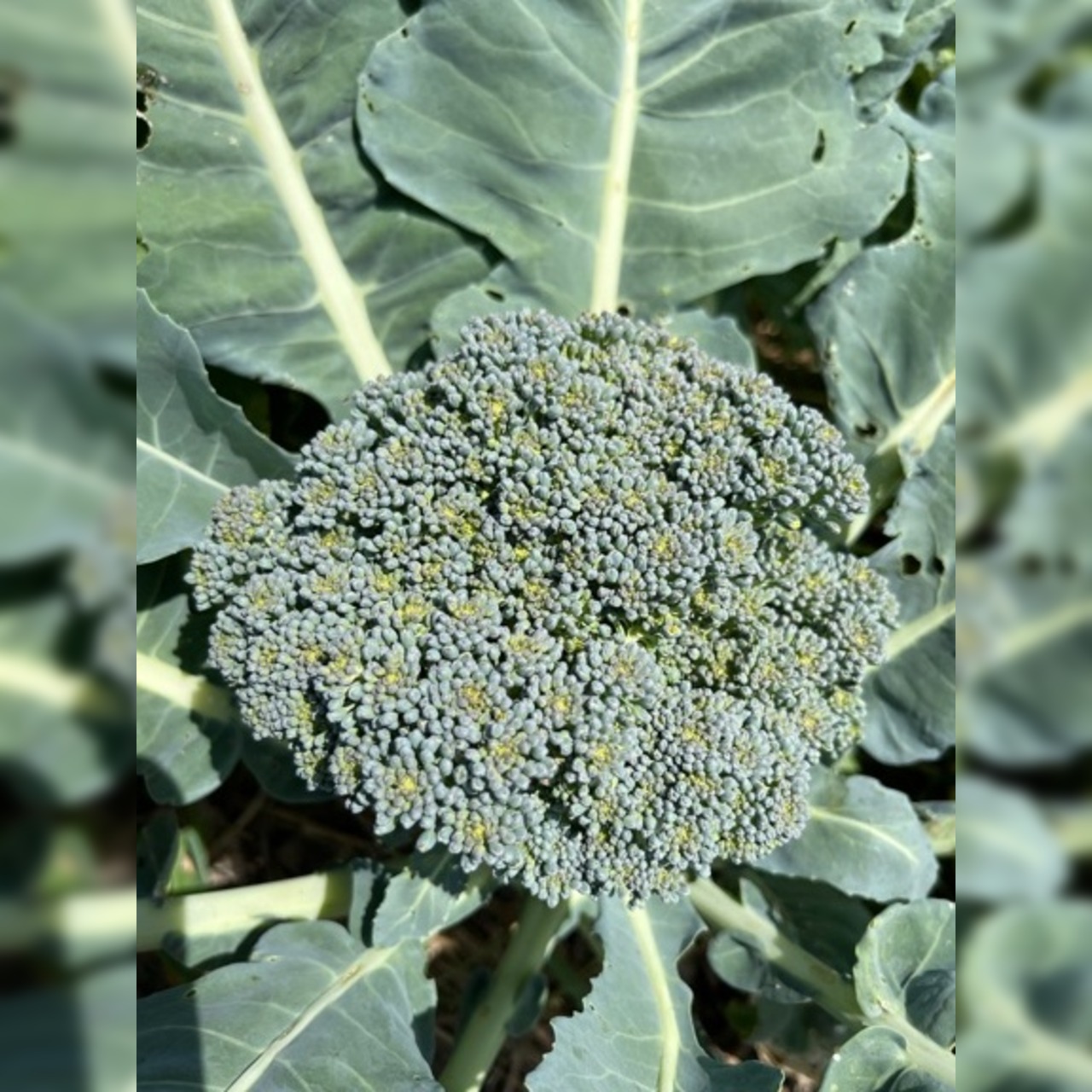 Gemüsesamen-Set "Schrebergarten" - 12 BIO-Sorten [samenfest]