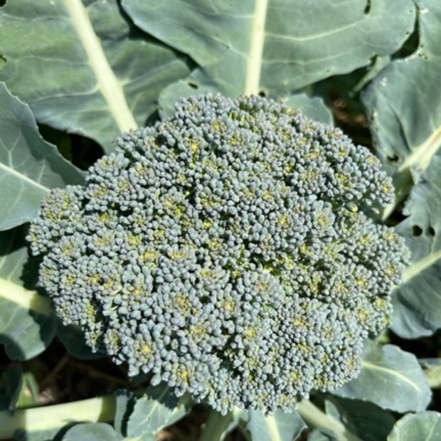 Gemüsesamen-Set "Schrebergarten" - 12 BIO-Sorten [samenfest]