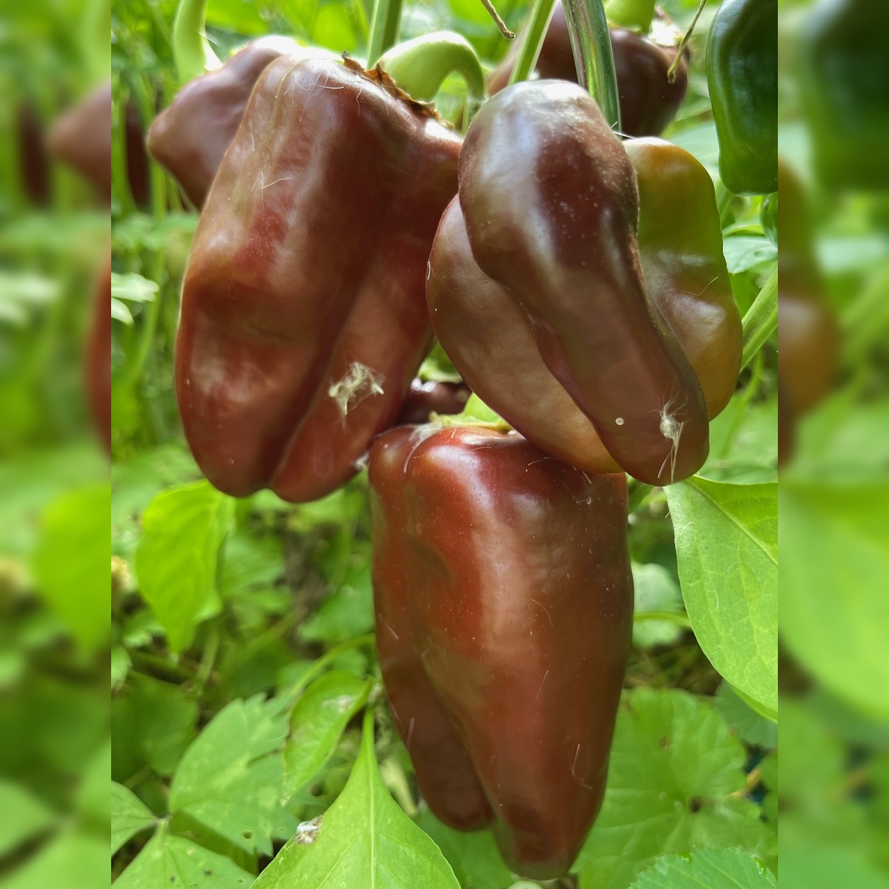 Paprika "Sweet Chocolate" - BIO-Paprikasamen [samenfest]