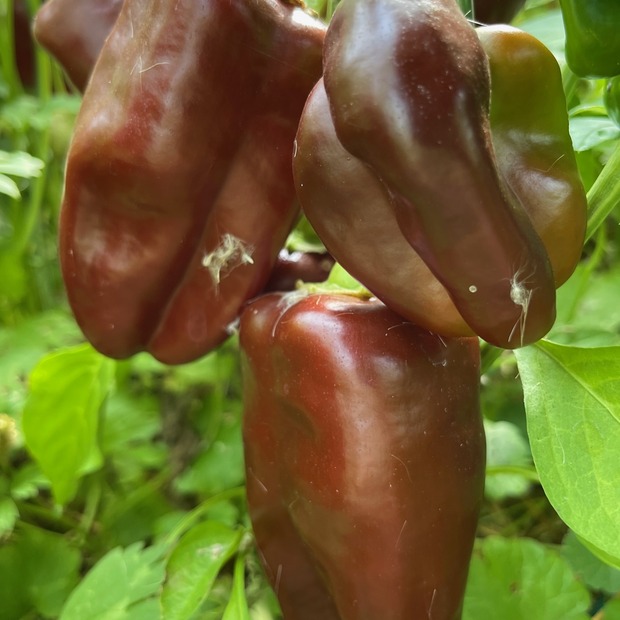 Paprika "Sweet Chocolate" - BIO-Paprikasamen [samenfest]
