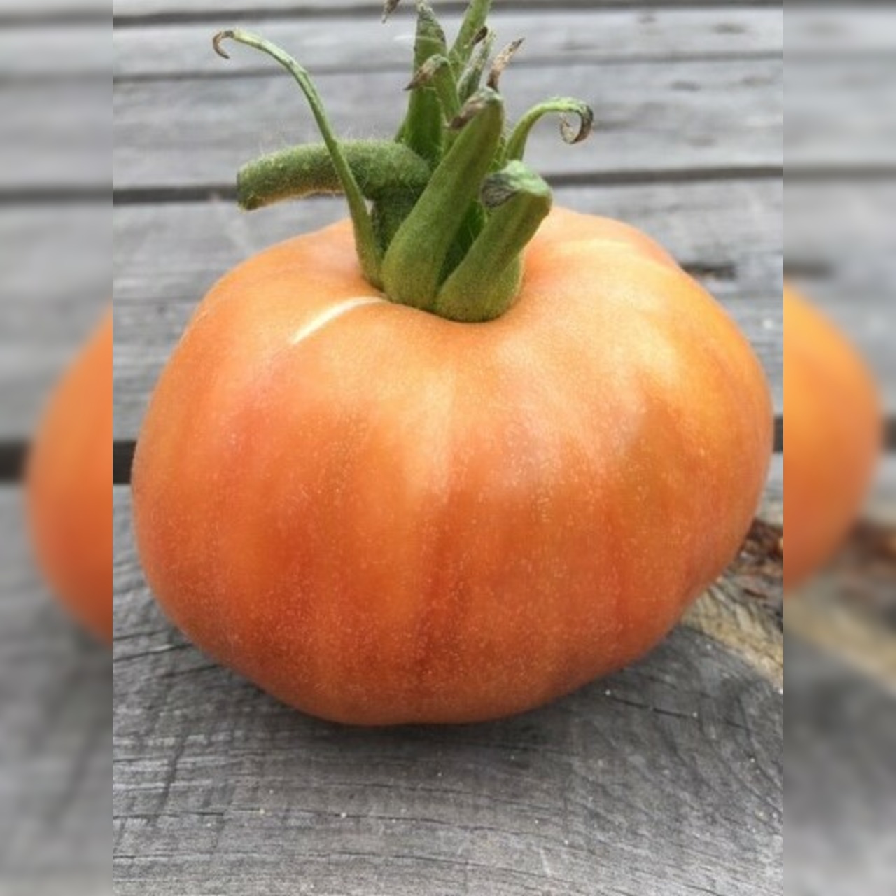 Anzucht-Set "alte Tomatensorten" [03, 17]