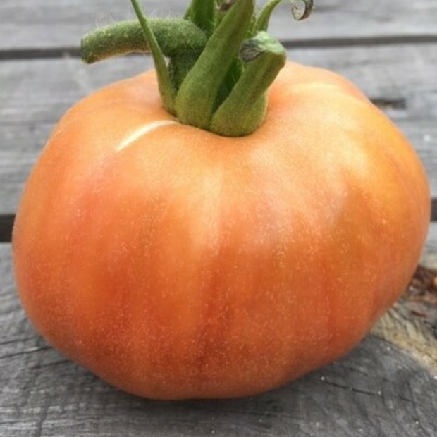 Anzucht-Set "alte Tomatensorten" [03, 17]