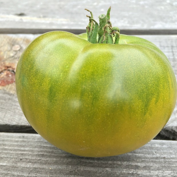 Tomate "Smaragdapfel" - BIO-Tomatensorte [samenfest]
