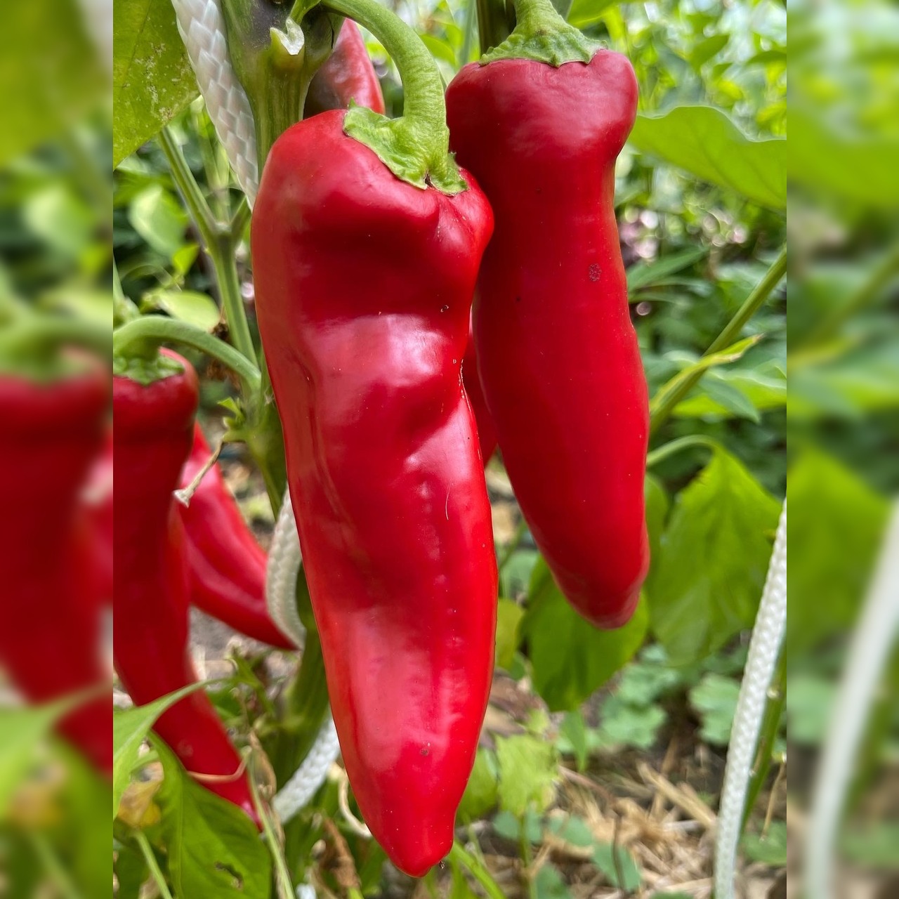 Anzucht-Set "Spitzpaprika" [16, 20]